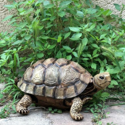 Kaplumbağa Heykeli Biblo 32x24 cm - 3